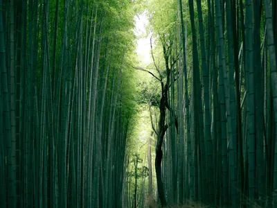 Знаменитый Бамбуковый Лес В Горном Arashiyama Киото, Япония Фотография,  картинки, изображения и сток-фотография без роялти. Image 27717866