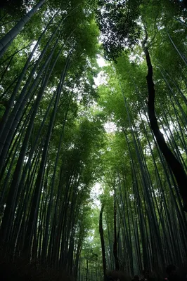 Обои на рабочий стол Бамбуковый лес Сагано, Япония, Киото / Japan, Kyoto,  обои для рабочего стола, скачать обои, обои бесплатно