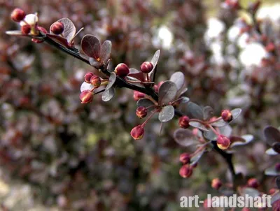 ☆Барбарис Тунберга Atropurpurea☆ купить в Екатеринбурге | «Арт-Ландшафт»