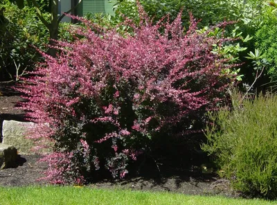 Купить Барбарис Тунберга \"Атропурпуреа\" (Berberis thunbergii  'Atropurpurea') от 399 руб. в интернет-магазине Архиленд с доставкой почтой  по Москве и в регионы