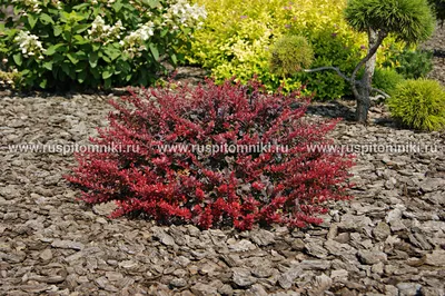 Барбарис тунберга Aтропурпурея (Berberis thunbergii Atropurpurea)