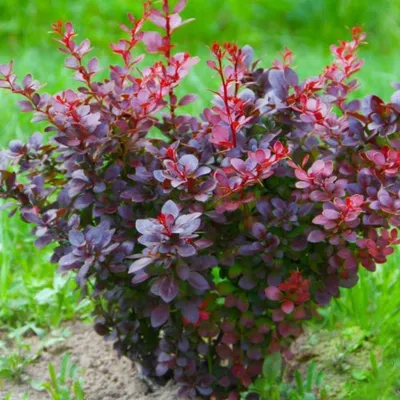 Berberis thunbergii 'Atropurpurea', Барбарис Тунберга 'Атропурпуреа '|landshaft.info