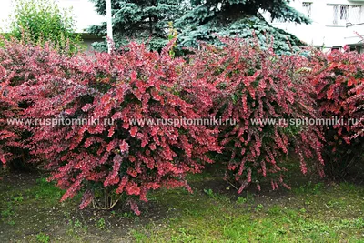 Atropurpurea