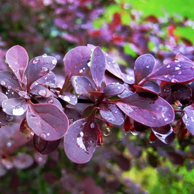 Барбарис Тунберга Атропурпуреа Berberis thunbergii Atropurpurea - купить в  Киеве и области, справедливая цена - Green Garth (Грин Гарт)