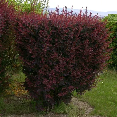 Барбарис Тунберга «Атропурпуреа» (Berberis thunbergii «Atropurpurea»)  купить для ландшафтного дизайна в Москве