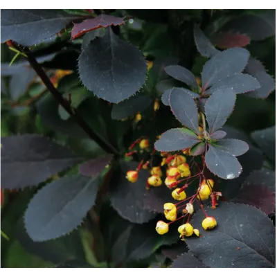 Барбарис Тунберга \"Атропурпуреа\" (Berberis thunbergii \"Atropurpurea\") -  Питомник и Садовый центр Русские Деревья