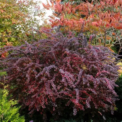 Барбарис Тунберга Атропурпуреа Нана (Atropurpurea Nana) купить в Киеве,  цена — Greensad