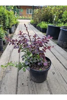 Купить Барбарис тунберга Голден Ринг 🌿 в Москве по цене от 930 руб.