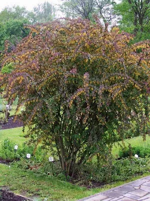 Барбарис Тунберга Atropurpurea с10 2100 руб. Товар под заказ.