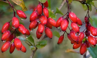 Барбарис обыкновенный красный ( Berberis vulgaris) - Питомник и Садовый  центр Русские Деревья