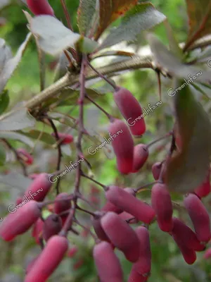 Купить Барбарис обыкновенный (Berberis vulgaris) от 399 руб. в  интернет-магазине Архиленд с доставкой почтой по Москве и в регионы