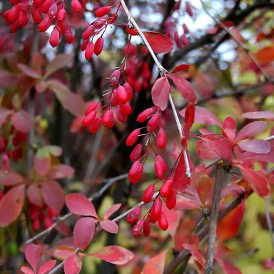 Барбарис - Berberis. Уход за барбарисом, описание видов и сортов барбариса,  выращивание