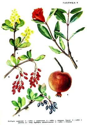 Барбарис тунберга Атропурпурея (Berberis thunbergii Atropurpurea)