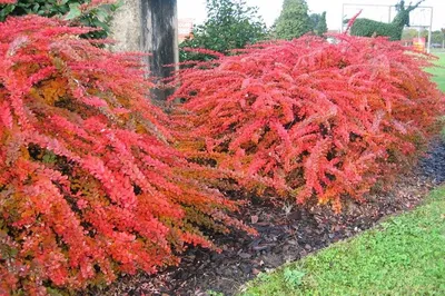 Барбарис Тунберга Golden Devine - Барбарис - GardenPlants