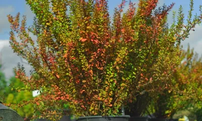 Барбарис обыкновенный (Berberis vulgaris) - Питомник роз