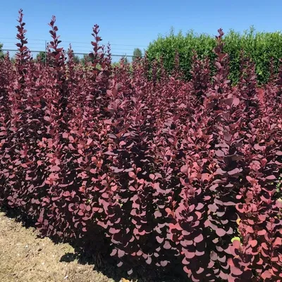 Барбарис Тунберга зеленый (Berberis thunbergii) - Питомник и Садовый центр  Русские Деревья