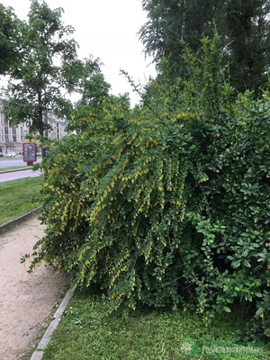 Барбарис Тунберга Erecta - Барбарис - GardenPlants