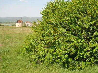 Барбарис Обыкновенный \"Vulgaris\"