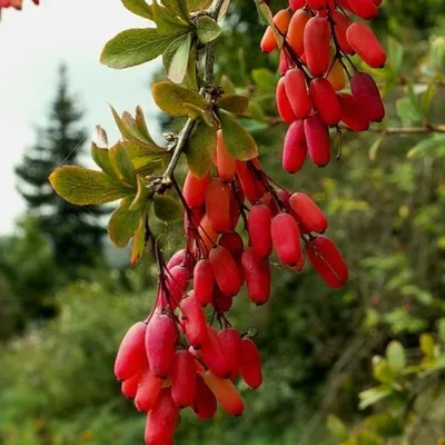 Барбарис (Berberis) | МБУ ДО \"ДЭБЦ\" города Каменск-Шахтинский