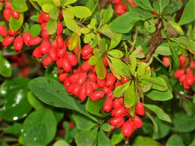 Барбарис тунберга (Berberis thunbergii) | Дерево