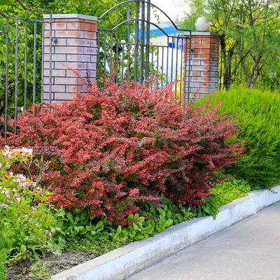 Барбарис Тунберга Ред Джевел (Berberis x media Red Jewel) С2 — Питомник  Летний сад