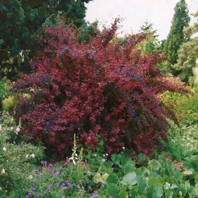 Барбарис оттавский Суперба (Berberis ottawensis Superba)