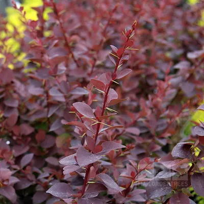 Барбарис оттавский Суперба (Berberis ottawensis Superba)