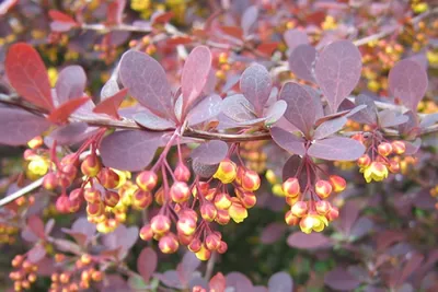 Барбарис оттавский Суперба (Berberis ottawensis Superba) | Садовый центр  \"Berberis\"