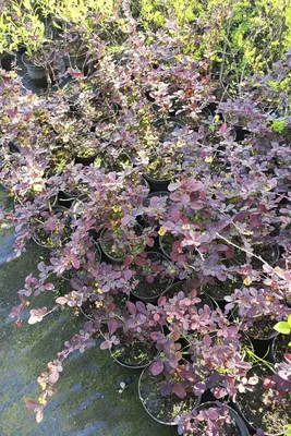 Барбарис оттавский Суперба (Berberis ottawensis Superba) Р9 — Питомник  Летний сад