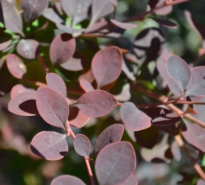 Барбарис оттавский Суперба (Berberis ottawensis Superba)