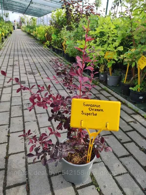 Барбарис оттавский Суперба ( Berberis ottawensis Superba ) С35L – Ваш сад