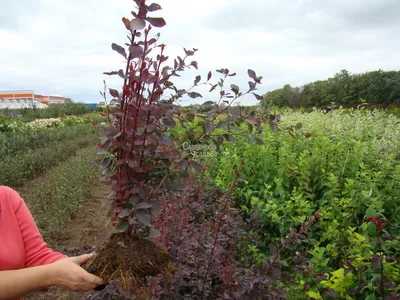 Барбарис Тунберга «Атропурпуреа» (Berberis thunbergii «Atropurpurea»)  купить для ландшафтного дизайна в Москве