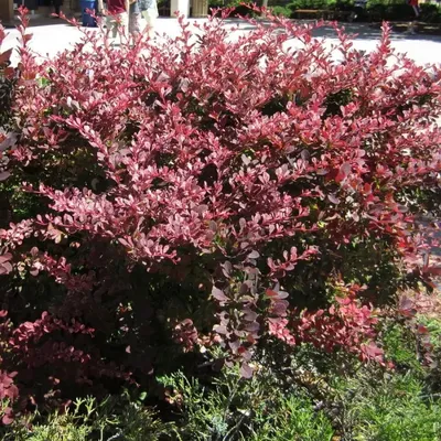 Барбарис тунберга Aурея (Berberis thunbergii Aurea)