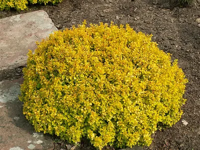 Барбарис тунберга Тини Голд Berberis thunbergii Tiny Gold | Питомник Тайга