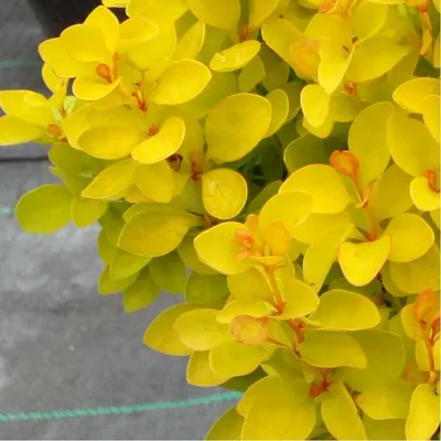 Барбарис Тунберга Тини Голд (Berberis thunbergii Tiny Gold)