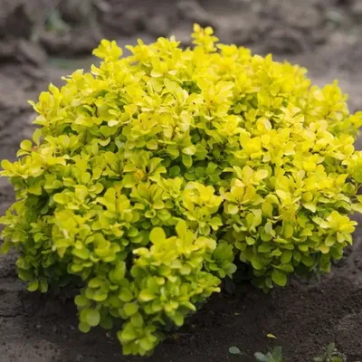 Berberis thunbergii 'Tiny Gold', Барбарис Тунберга 'Тайни Голд '|landshaft.info