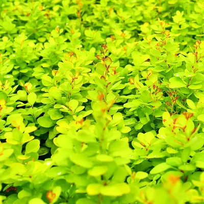 Berberis × thunbergii 'Tiny Gold' — Барбарис тунберга «Тини Голд» - саженцы  и крупномеры купить в Краснодаре - описание сорта и фото | питомник  растений Зеленый капитал