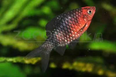 Барбус суматранский Glo красный – Моя рибка