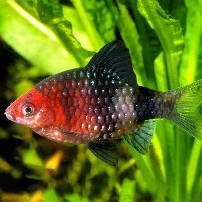 Черный барбус - Puntius nigrofasciatus - Pethia nigrofasciata - Рыбки -  Nano Fish