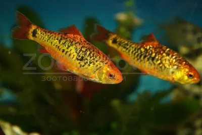 Барбус Шуберта / Gold barb / Puntius semifasciolatus