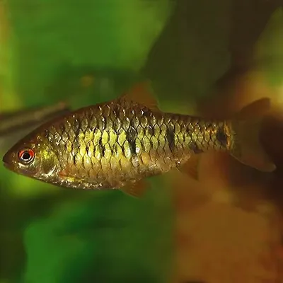 Рыбки барбусы – уход и содержание, описание, размножение, фото