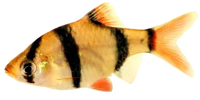 Барбус вишневый (Barbus titteya) - аквариумная рыбка в Екатеринбурге -  Интернет-магазин AlexAquaShop.ru