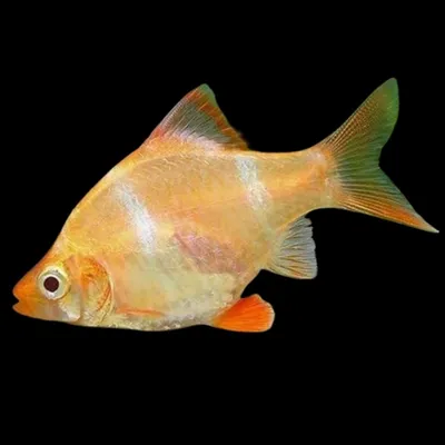 Барбус Гонконг, аквариумная рыбка (2-3 см)