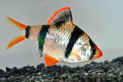 Вуалевый Вишневый барбус - Barbus titteya longtail - Рыбки - Nano Fish