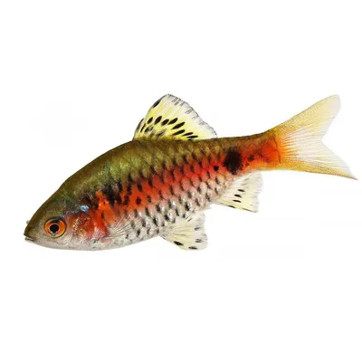 Барбель барбус. рыба в руке Стоковое Фото - изображение насчитывающей  фауна, маштаб: 253022494