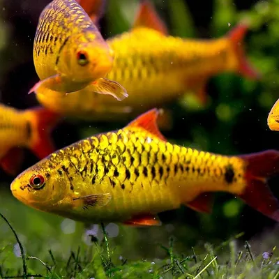 Барбус Ромбовый - Puntius rhomboocellatus - Рыбки - Nano Fish