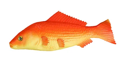 Рыбки барбусы: виды, совместимость, содержание | Рыбки Растения Аквариум |  Дзен
