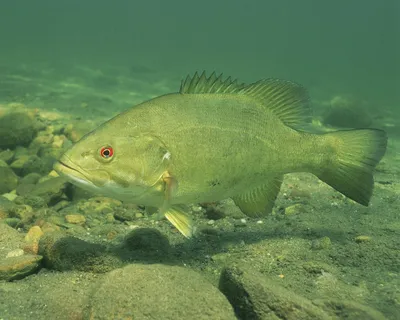 Бас рыб Largemouth на месте шлюпки Стоковое Фото - изображение  насчитывающей место, губа: 43848180