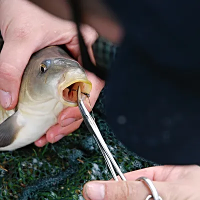 Polyprion Americanus, Wreckfish, Каменный Бас, Большая Атлантическая Рыба,  Подводная Жизнь Фотография, картинки, изображения и сток-фотография без  роялти. Image 82173848