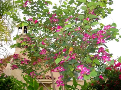 Баухиния, орхидейное дерево (10 семян).